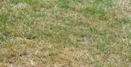 dry lawn