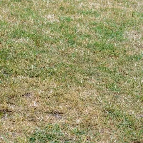 dry lawn