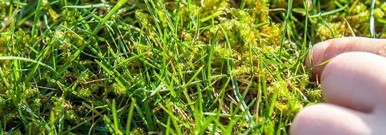 How To Remove Lawn Moss Garden Advice