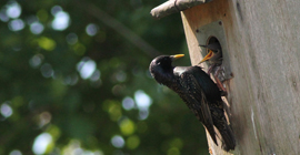 Birds: Choosing a nest box