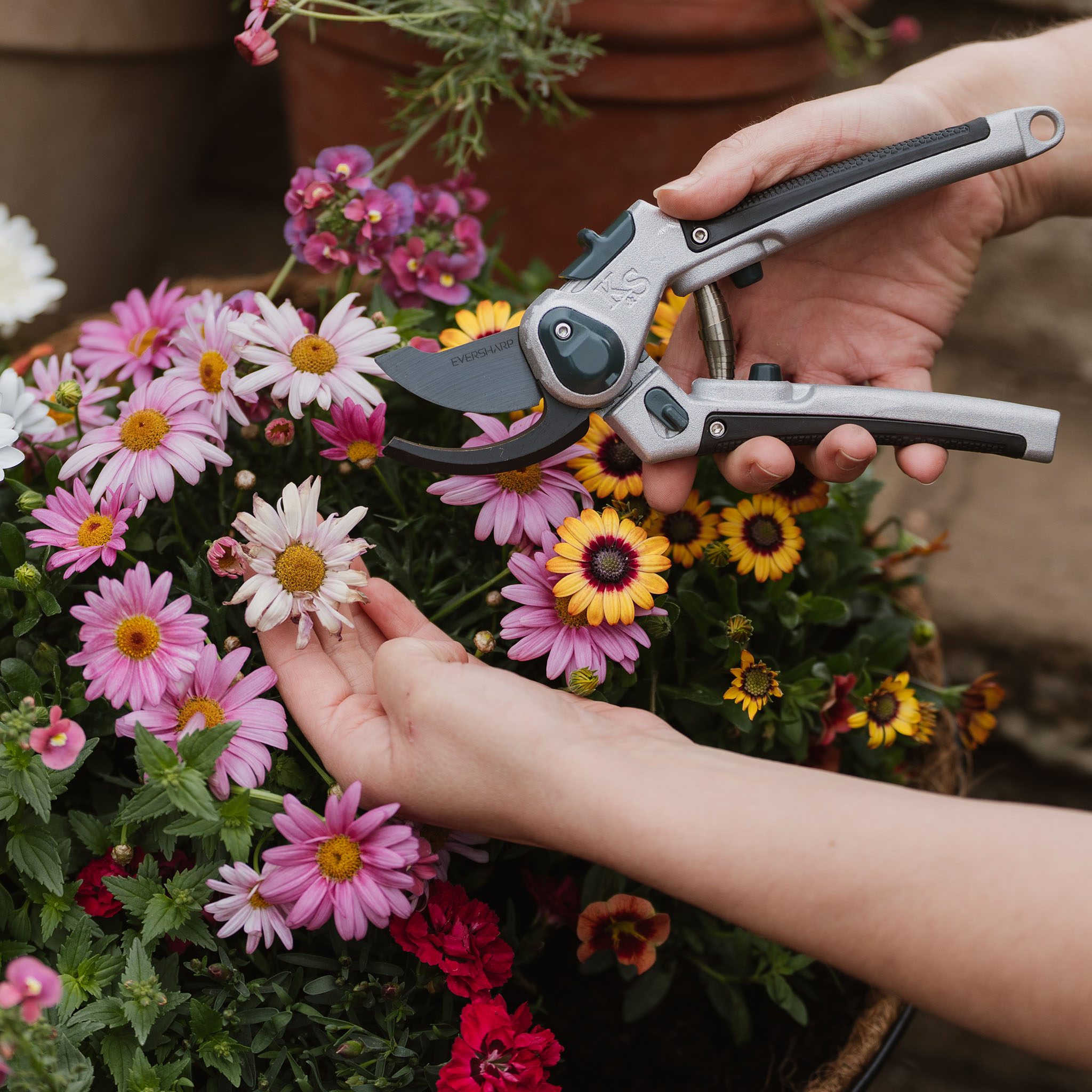 july gardening jobs deadheading