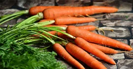 harvesting carrots