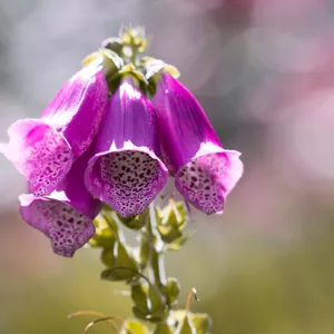 flowers which attract bees