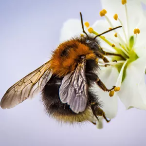 how to attract bees to your garden