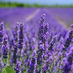 flowers which attract bees