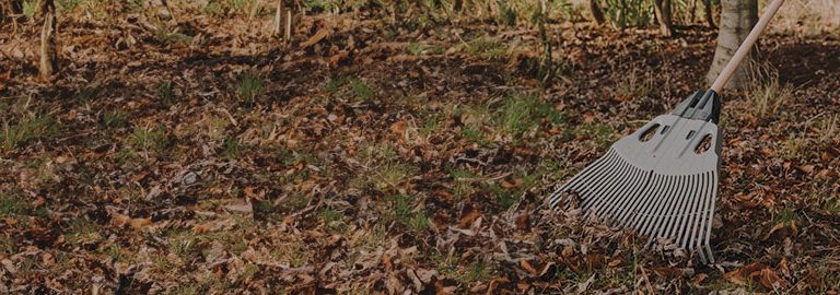 autumn lawn care