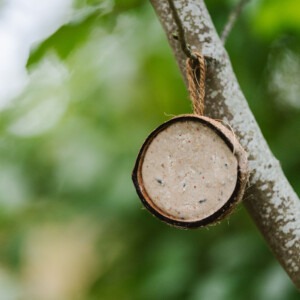 Gardman Suet Filled Coconut hanging in tree