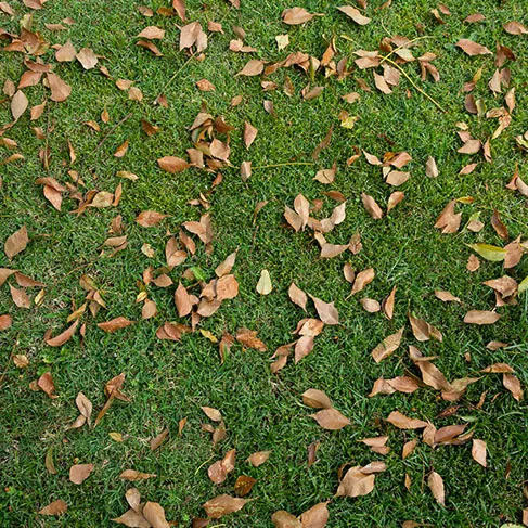 autumn lawn care