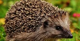 Hedgehogs in your garden