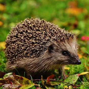 guy fawkes night hedgehogs