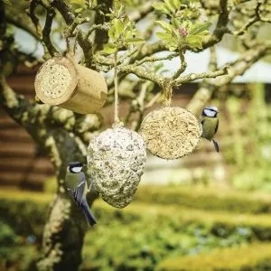 Gardman Suet Filled Co-Co Feeder in tree