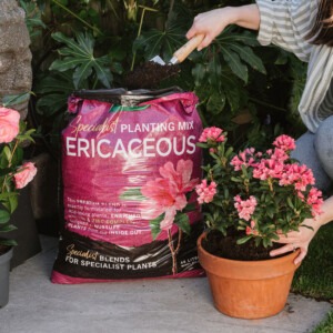 westland ericaceous compost being poured into ericaceous pot