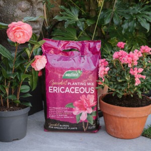 westland ericaceous compost 25l mini bale next to ericaceous pot