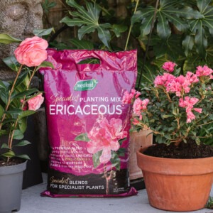 westland ericaceous compost 10l next to ericaceous pot