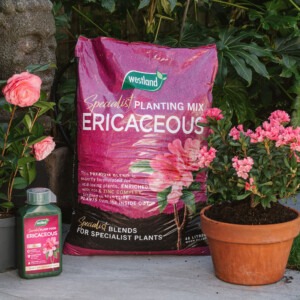 westland ericaceous compost next to ericaceous pot and liquid feed