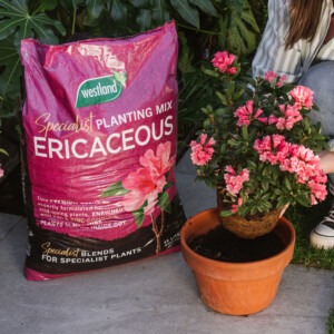 westland ericaceous compost next to ericaceous pot