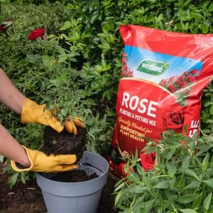 Westland Rose Planting & Potting Mix in use