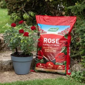 Westland Rose Planting & Potting Mix