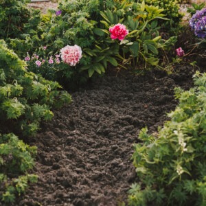 weed stop ground cover in flower border