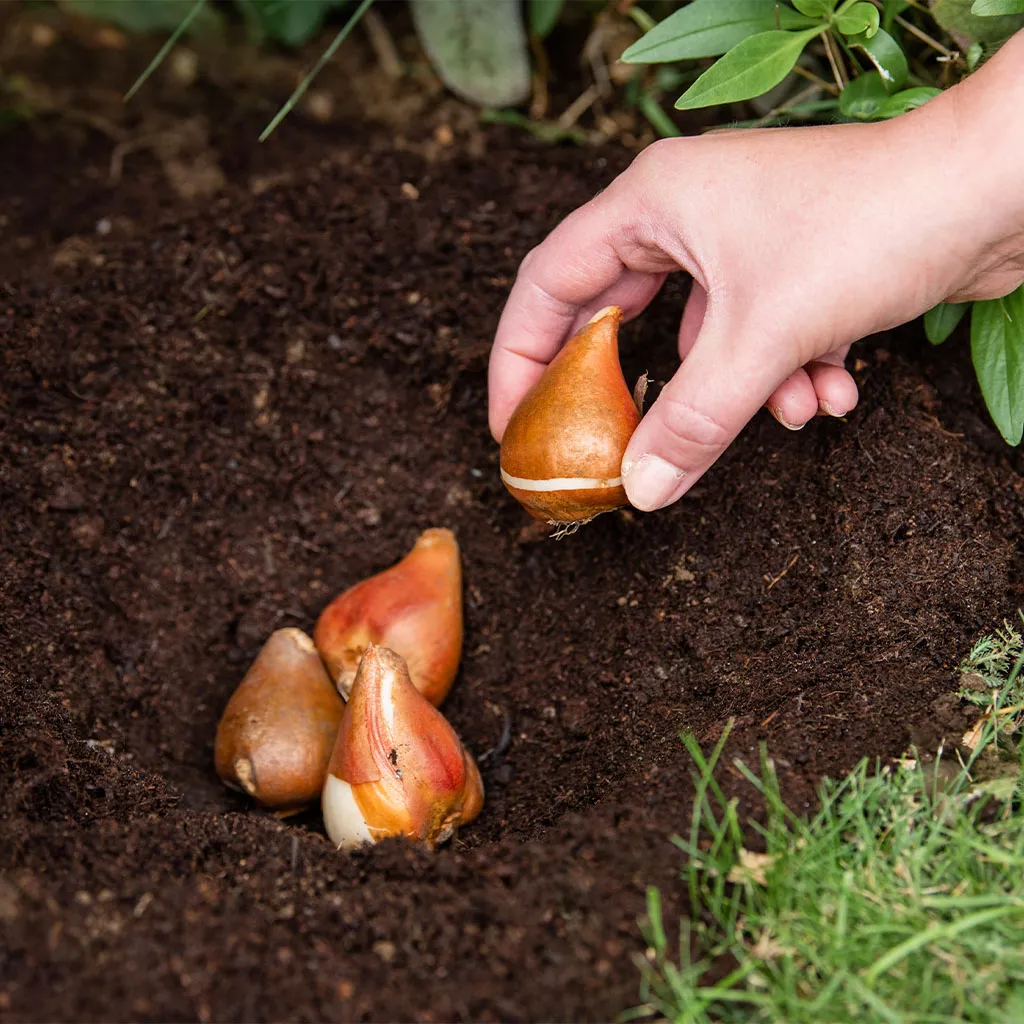 westland bulb planting compost in use