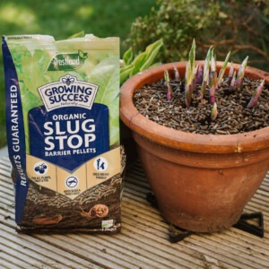 growing success slug barrier pellets bag next to hosta