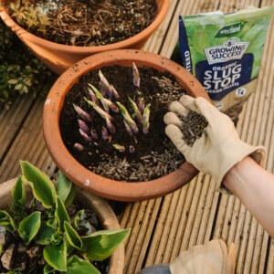 growing success slug barrier pellets being put around hosta in pot