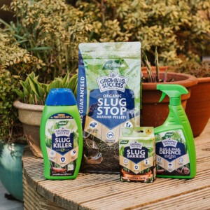 growing success slug RANGE NEXT TO HOSTAS