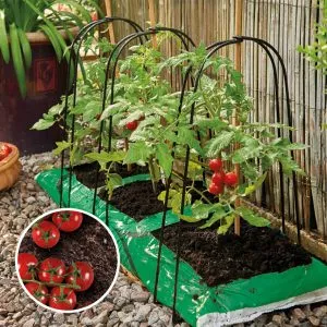 grow bag cane support frame in use