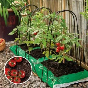 How best to care & protect your tomato plants - Articles - Garden Health