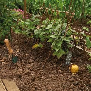 willow plant sticks in use