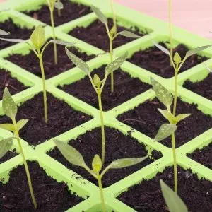 cell seed tray growing