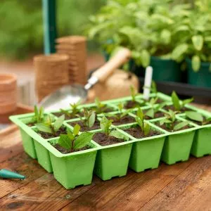 15 cell insert tray with seedlings