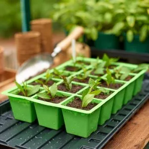 15 cell insert tray on watering tray