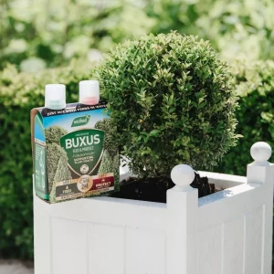 Buxus 2 in 1 Feed & Protect next to buxus