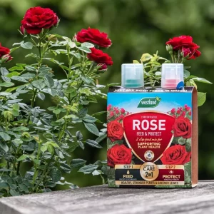 Rose 2 in 1 Feed & Protect next to rose
