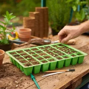 40 cell insert tray with seedlings