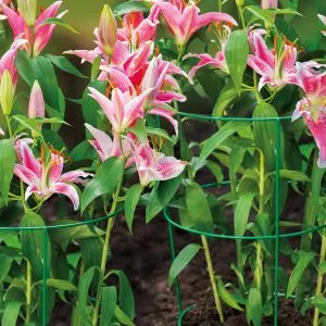 conical plant support with flowers