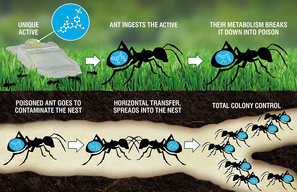 DeadFast Ant Killer infographic1