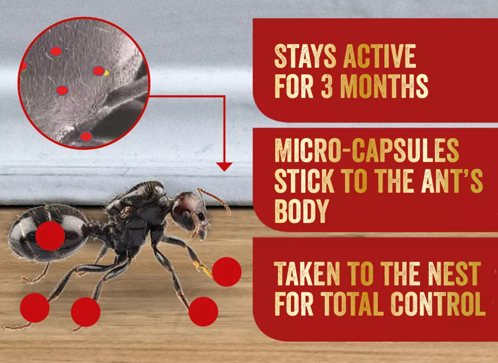 DeadFast Ant Killer infographic2