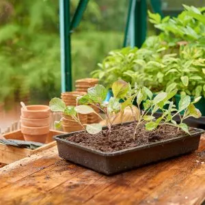 standard seed tray with drainage holes