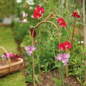 bamboo hoops in use