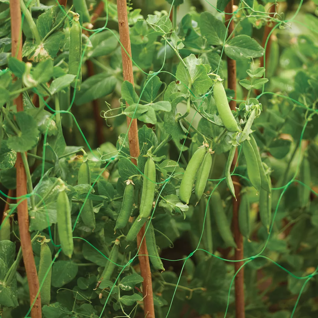 bean and pea netting in use