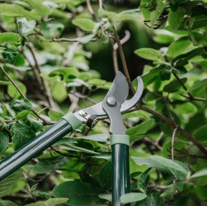 gardeners mate bypass loppers close up