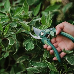 Gardener's Mate Bypass Secateurs in use