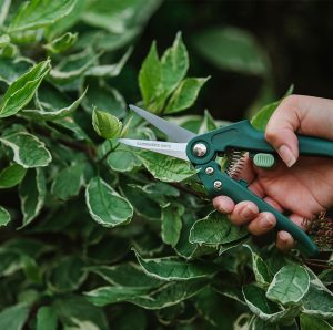 Gardener's Mate Snips in use