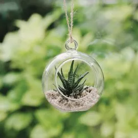 Glass Globe Terrarium