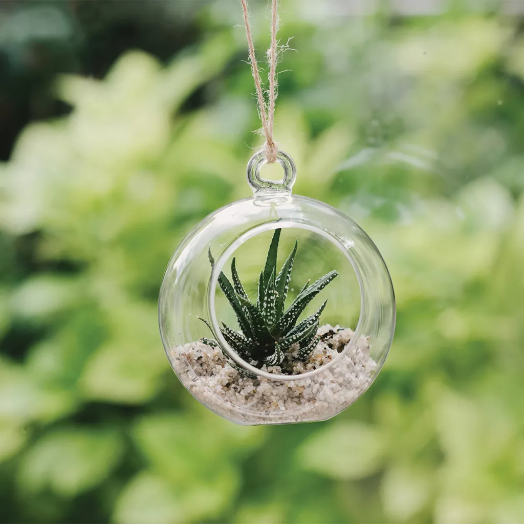 glass globe terrarium lifestyle