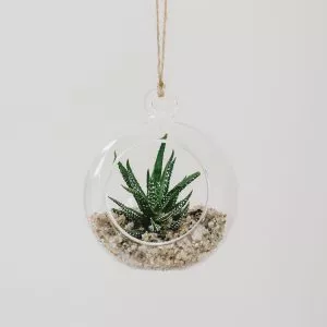 glass globe terrarium hanging