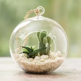 Large Glass Globe Terrarium