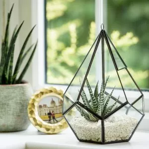 tear drop terrarium lifestyle 2